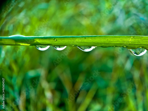 Dew drops on leafe blade photo