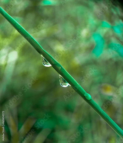 Dew drops on leafe blade