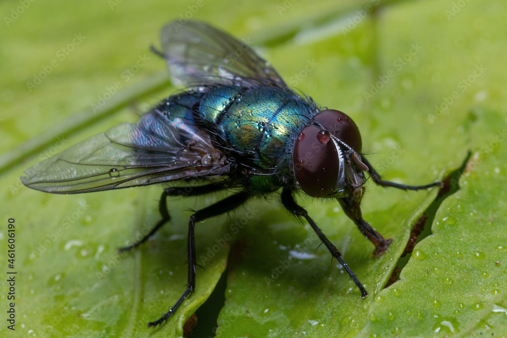fly on leaf fly on leaf