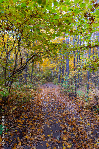 Autumn landscape, forest in autumn, yellow leaves. Beautiful background or screen saver on the phone and computer