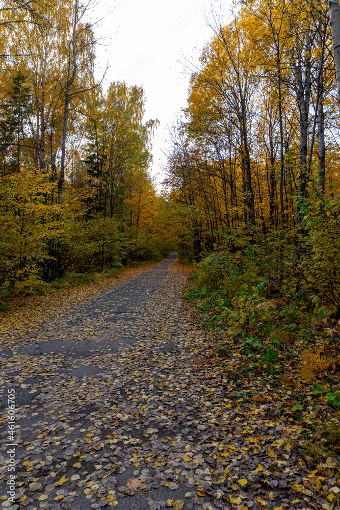 Autumn landscape, forest in autumn, yellow leaves. Beautiful background or screen saver on the phone and computer Autumn landscape, forest in autumn, yellow leaves. Beautiful background or screen saver on the phone and computer