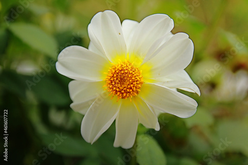 white and yellow flower © Людмила Савчук
