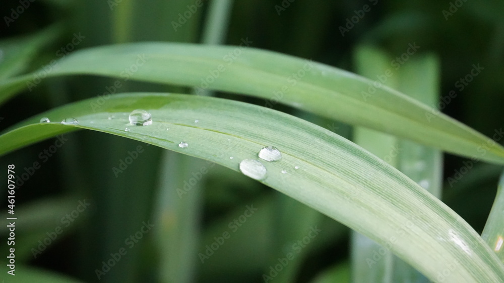 Dewdrops on leaf, close-up view Dewdrops on leaf, close-up view