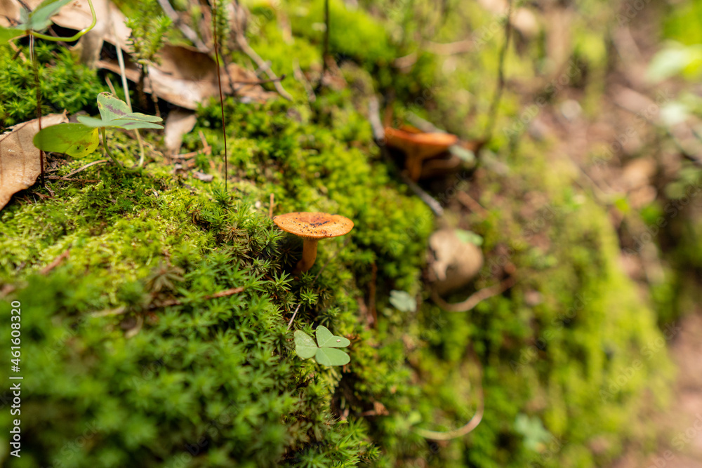 Mushrooms and clovers surrounded of green moss in day light on El Cedral, Hidalgo, Mexico Mushrooms and clovers surrounded of green moss in day light on El Cedral, Hidalgo, Mexico