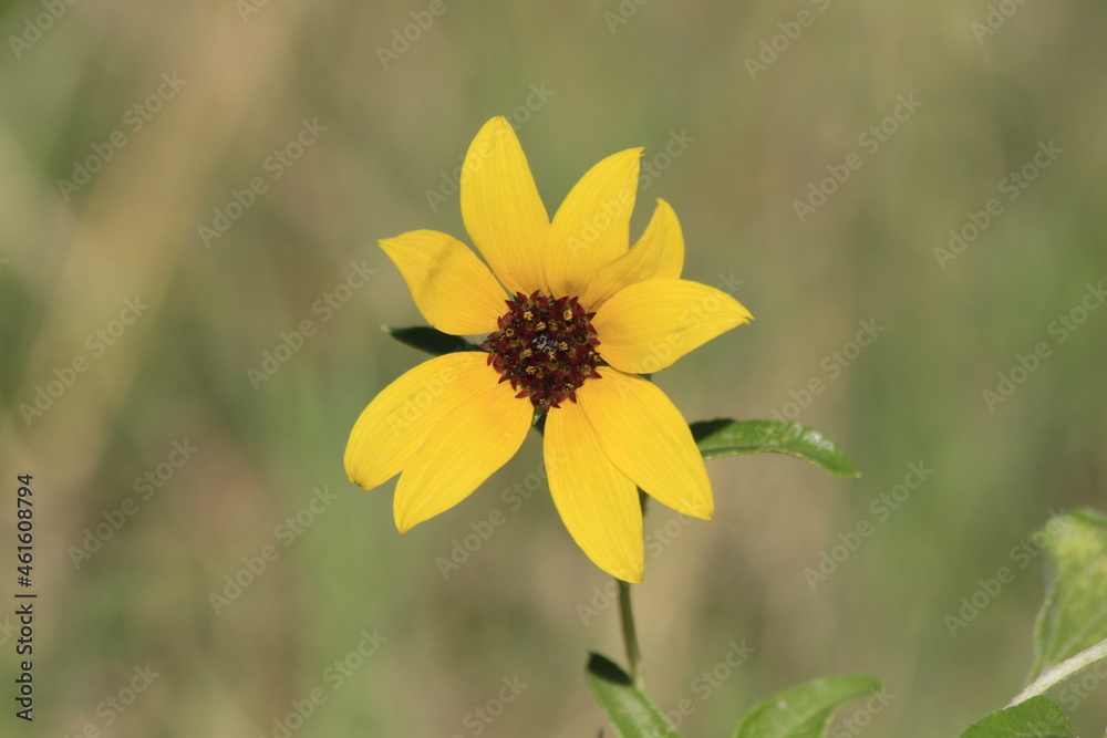 Obraz premium Wild Kansas Sunflower in a yard in Hutchinson Kansas USA.