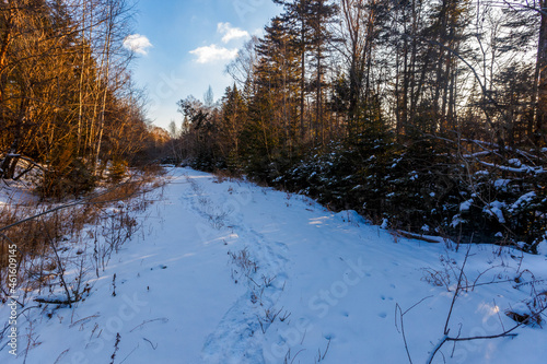 Empty winter forest road. Protected road in the forest.