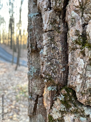 bark of a tree