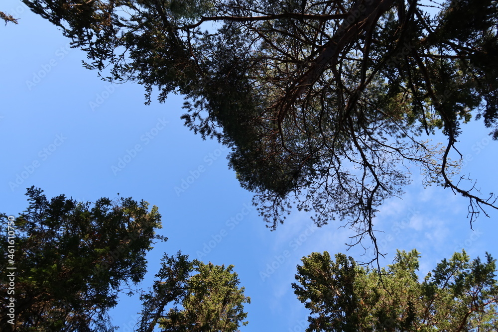 Fototapeta premium trees in the sky