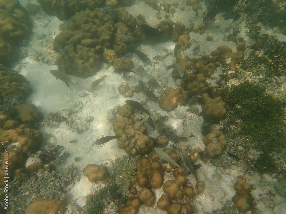 タイ リペ島の魚 タイ リペ島の魚