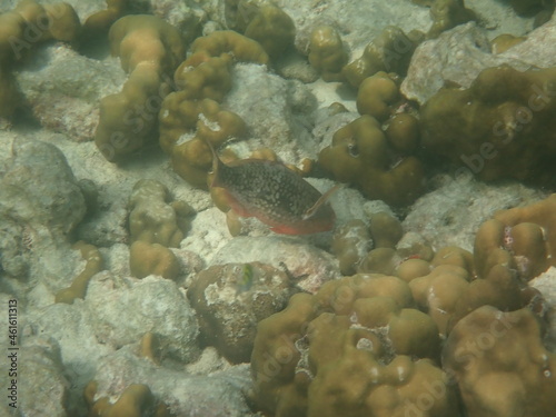 タイ リペ島の魚