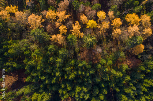 Fototapeta Naklejka Na Ścianę i Meble -  Shadows a falling in a autumn colored forest, drone shot straight from above.