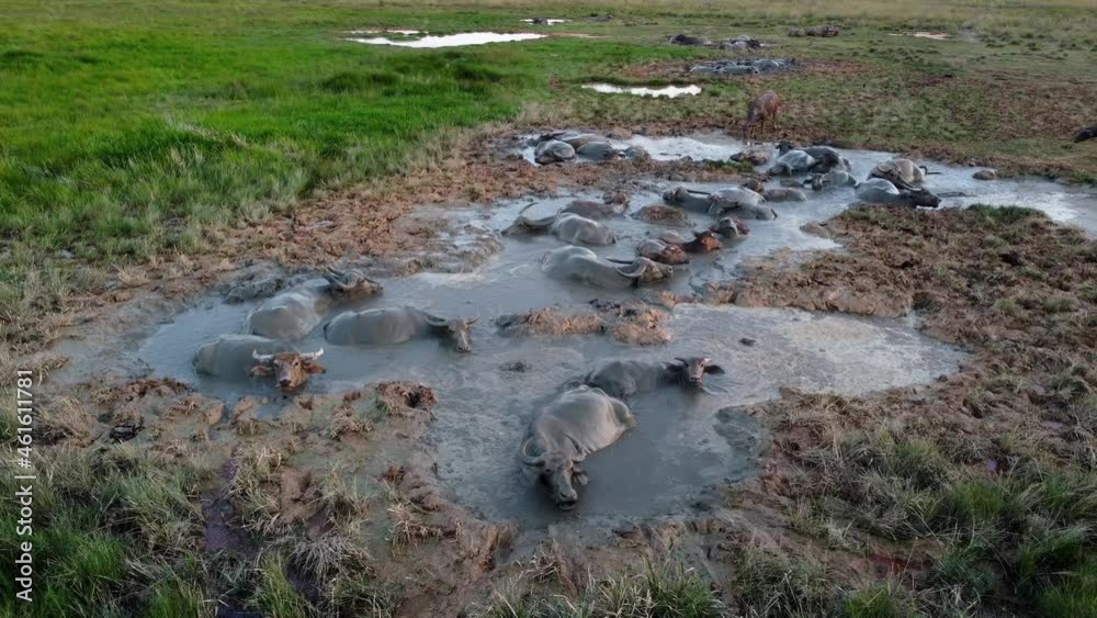 Group of buffaloes cool body in mud water Group of buffaloes cool body in mud water