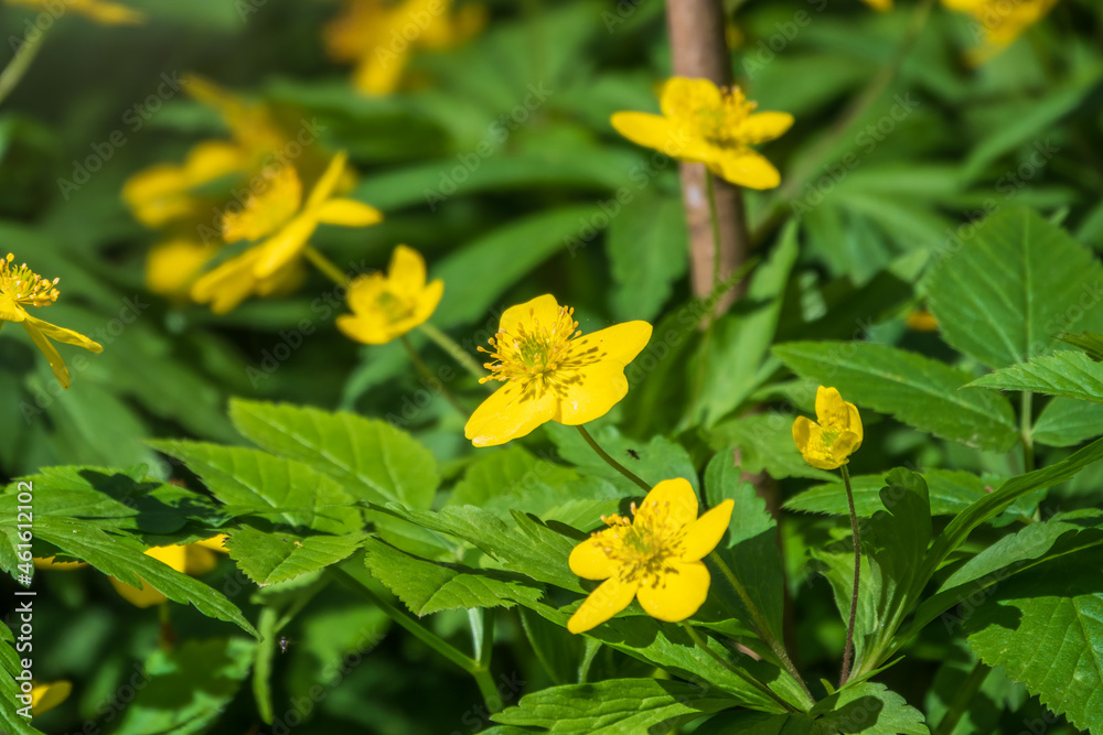 Spring yellow flowers - anemone ranunculoides, the yellow anemone, yellow wood anemone or buttercup anemone Spring yellow flowers - anemone ranunculoides, the yellow anemone, yellow wood anemone or buttercup anemone
