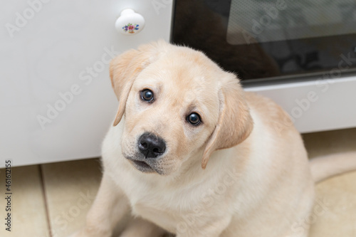 image of white little Labrador puppy sitting in kitchen waiting for something to eat. Anticipation in its eyes.