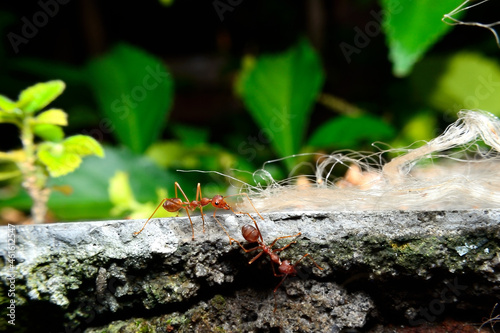 Weaver ant is a type of ant that makes a nest with leaves that are formed into a nest