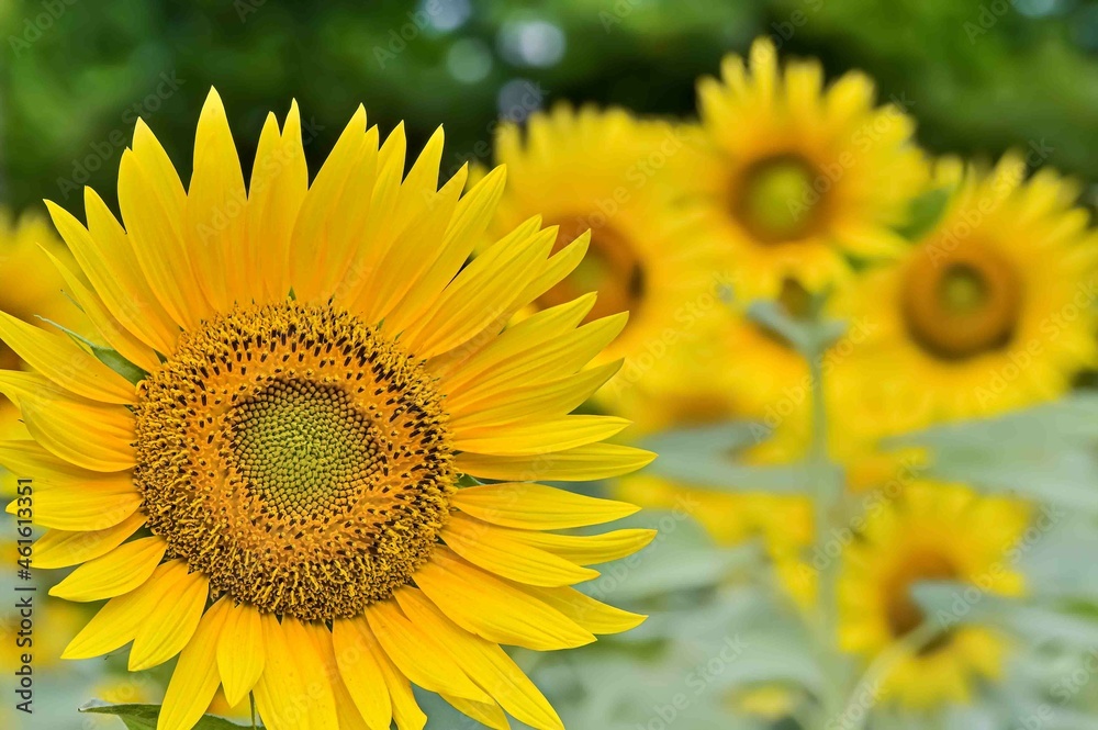 Obraz premium ヒマワリの花（Sunflower）