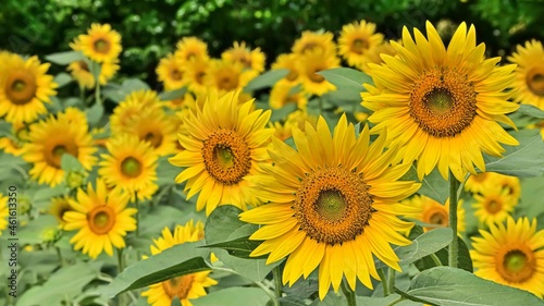 Fototapeta Naklejka Na Ścianę i Meble -  ヒマワリの花（Sunflower）