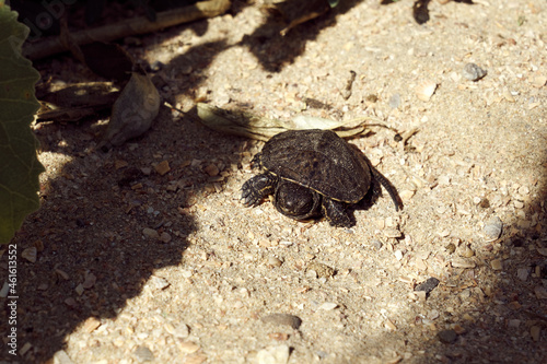 Slika na platnu Image of a young land turtle.