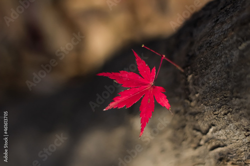 red maple leaf on tree