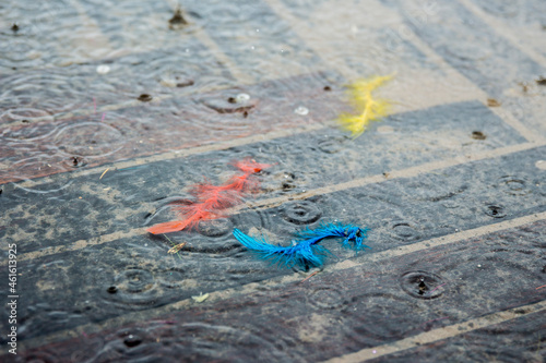 feathers in rain puddle