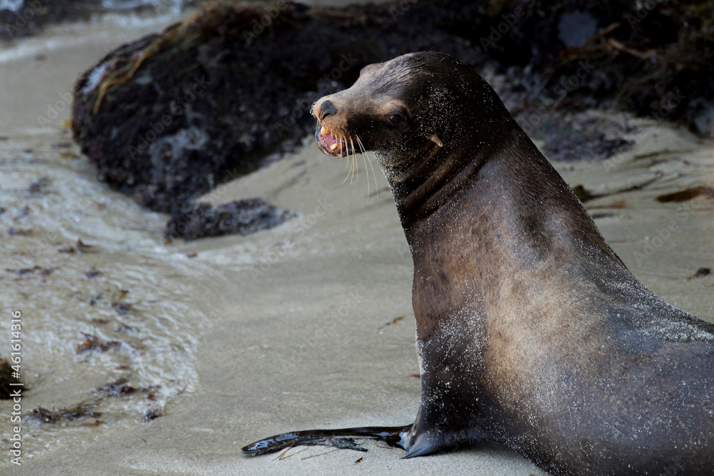 Naklejka premium sea lion on the beach