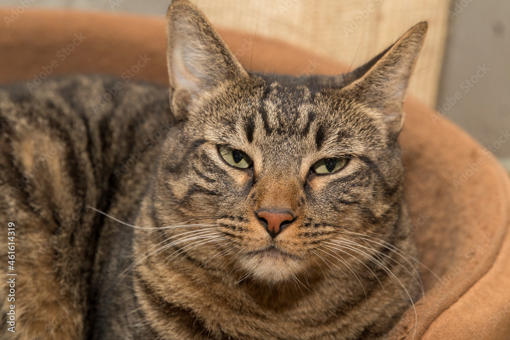 portrait of a cat portrait of a cat