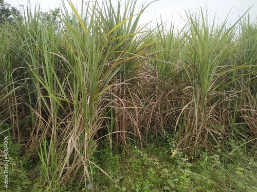 Sugarcane crop field sky and clouds natural beautiful