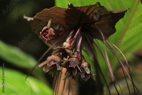 Tacca chantrieri. Close-up Of Tacca Chantrieri Plants. An exotic bat flower bloom. family Dioscoreaceae.Tacca chantrieri macro. Black bat flower