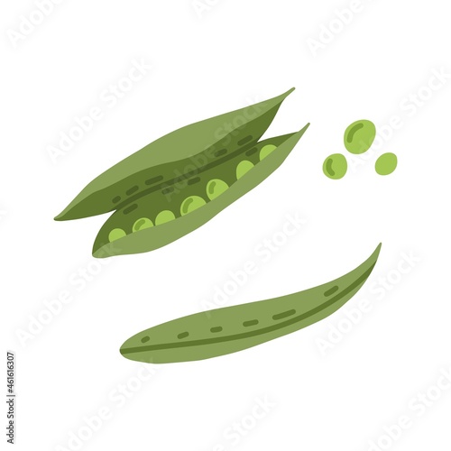 Green sweet peas composition. Open and closed pods with beans and seeds. Vegetable in doodle style. Raw fresh vitamin food. Flat vector illustration isolated on white background