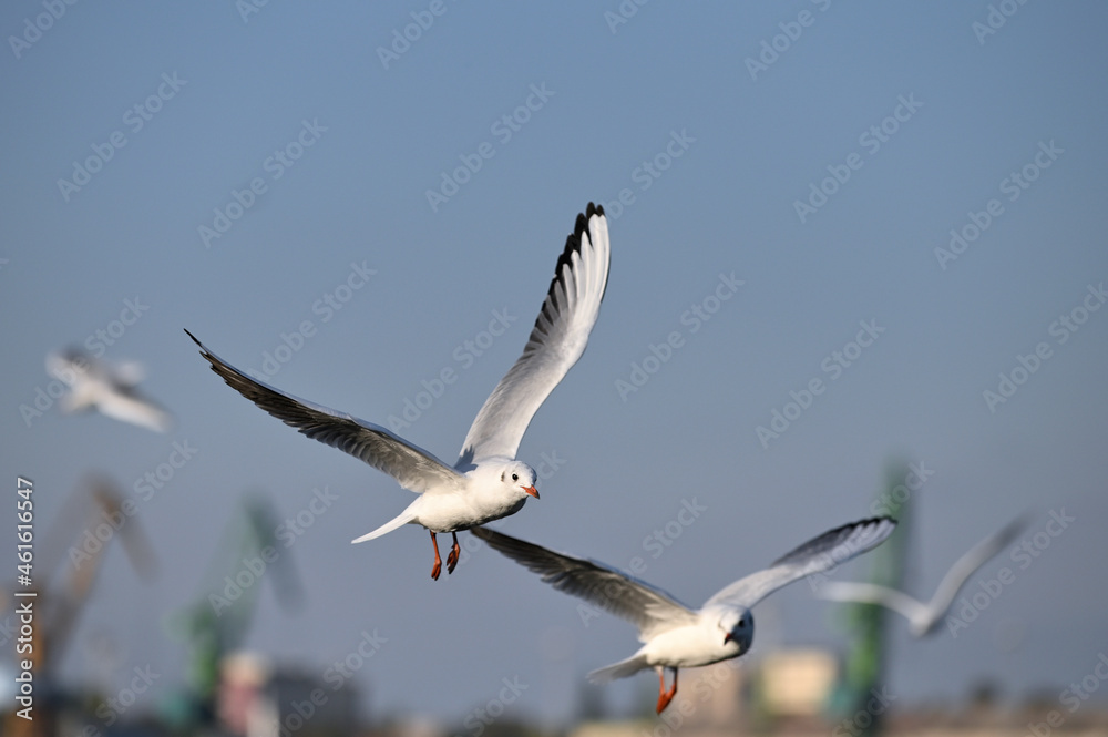 Flying Seagulls at sea port, Animals in nature Flying Seagulls at sea port, Animals in nature