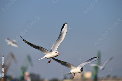 Flying Seagulls at sea port, Animals in nature