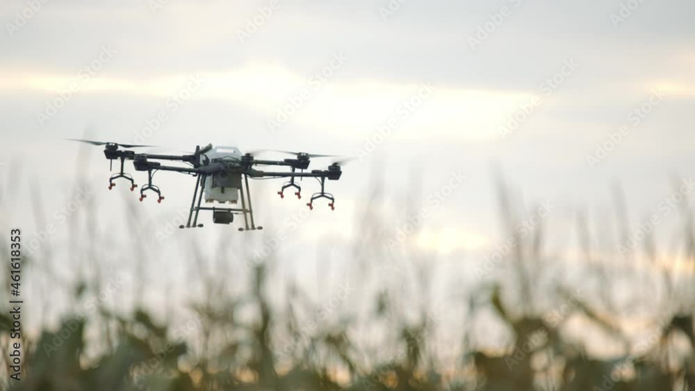 View of a huge intelligent agriculture drone with spray nozzles flying over corn field early in the morning