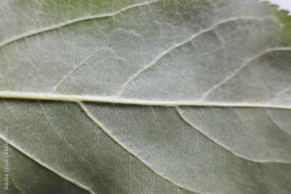 Obraz premium The green leaf of an apple tree taken in close-up shows the texture of the leaf