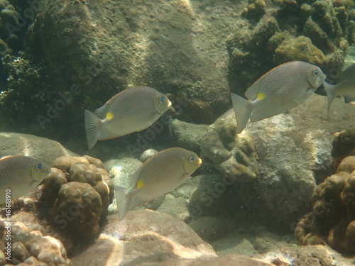 タイ タルタオ海洋国立公園の魚
