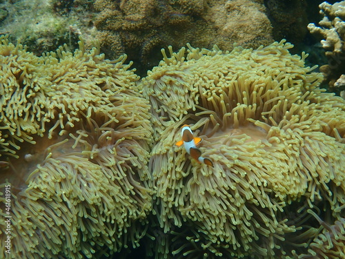 タイ タルタオ海洋国立公園の魚