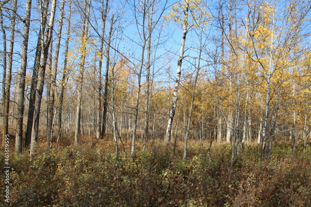 October Forest, Elk Island National Park, Alberta