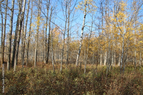 October Forest, Elk Island National Park, Alberta