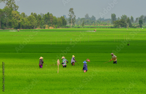 Green rice fields at summer day
