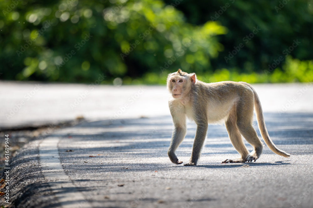 Natural monkey walking on the road.