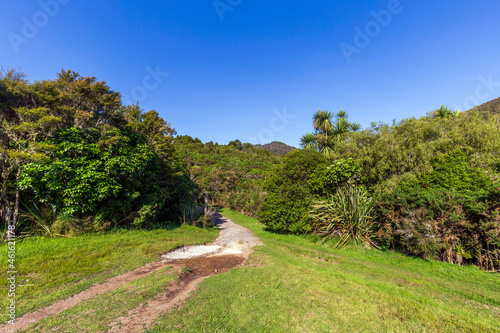 Nature background next to Lake Rotoaira in New Zealand