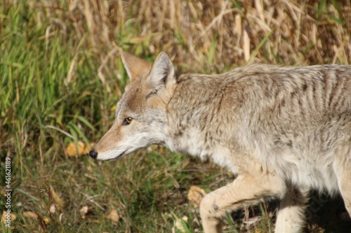 Fototapeta Naklejka Na Ścianę i Meble -  Profile Of A Coyote, Elk island National Park, Alberta