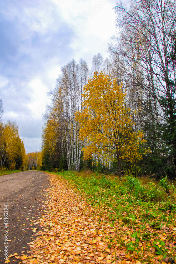 landscape with road and autumn yellow trees 