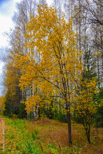landscape in autumn forest with yellow trees 