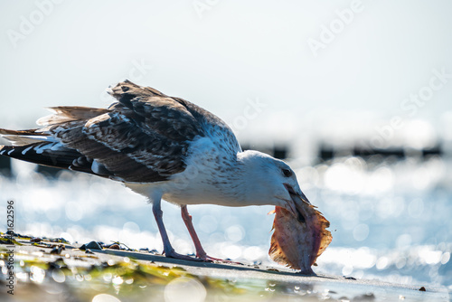 Eine Möwe frisst einen Plattfisch am Strand photo