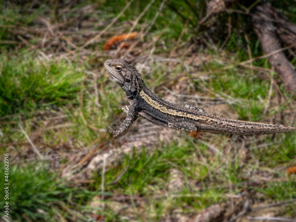 Obraz premium Dragon Head Up Watching Close