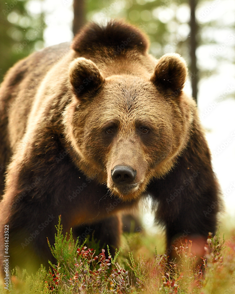 Male brown bear portrait in the forest
