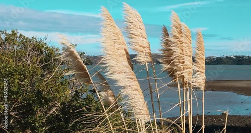 Slow motion New Zealand Pampas Grass blowing against blue sky - Toetoe photo