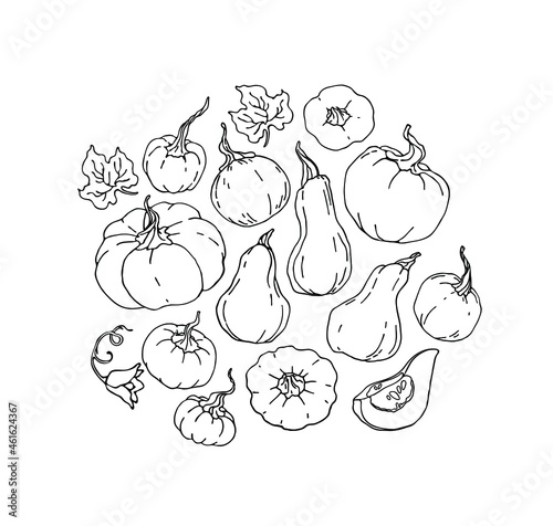 Pumpkin Logo, pumpkin leaves. For cookbook, recipes, menu. Autumn decorative design, Halloween, Thanksgiving day. Isolated vector element on a white background. 