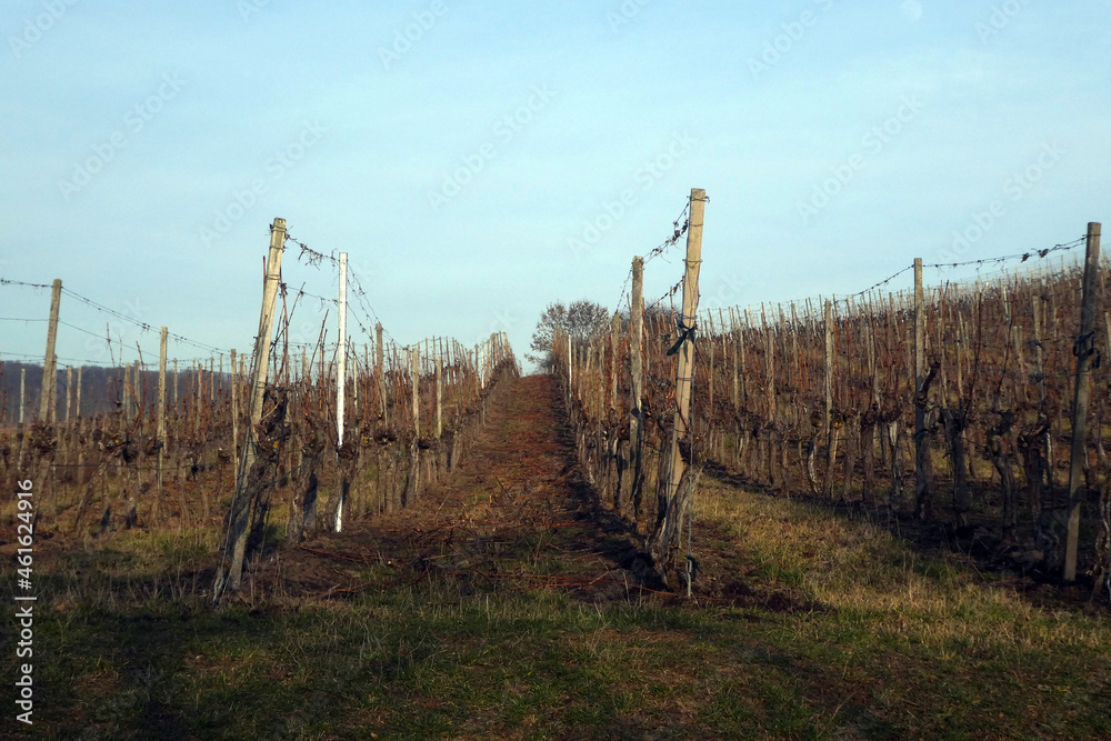 Fototapeta premium Weinberglage Oberschwarzacher Herrnberg im Herbst