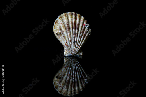 Jakobsmuschel oder Große Pilgermuschel (Pecten maximus)